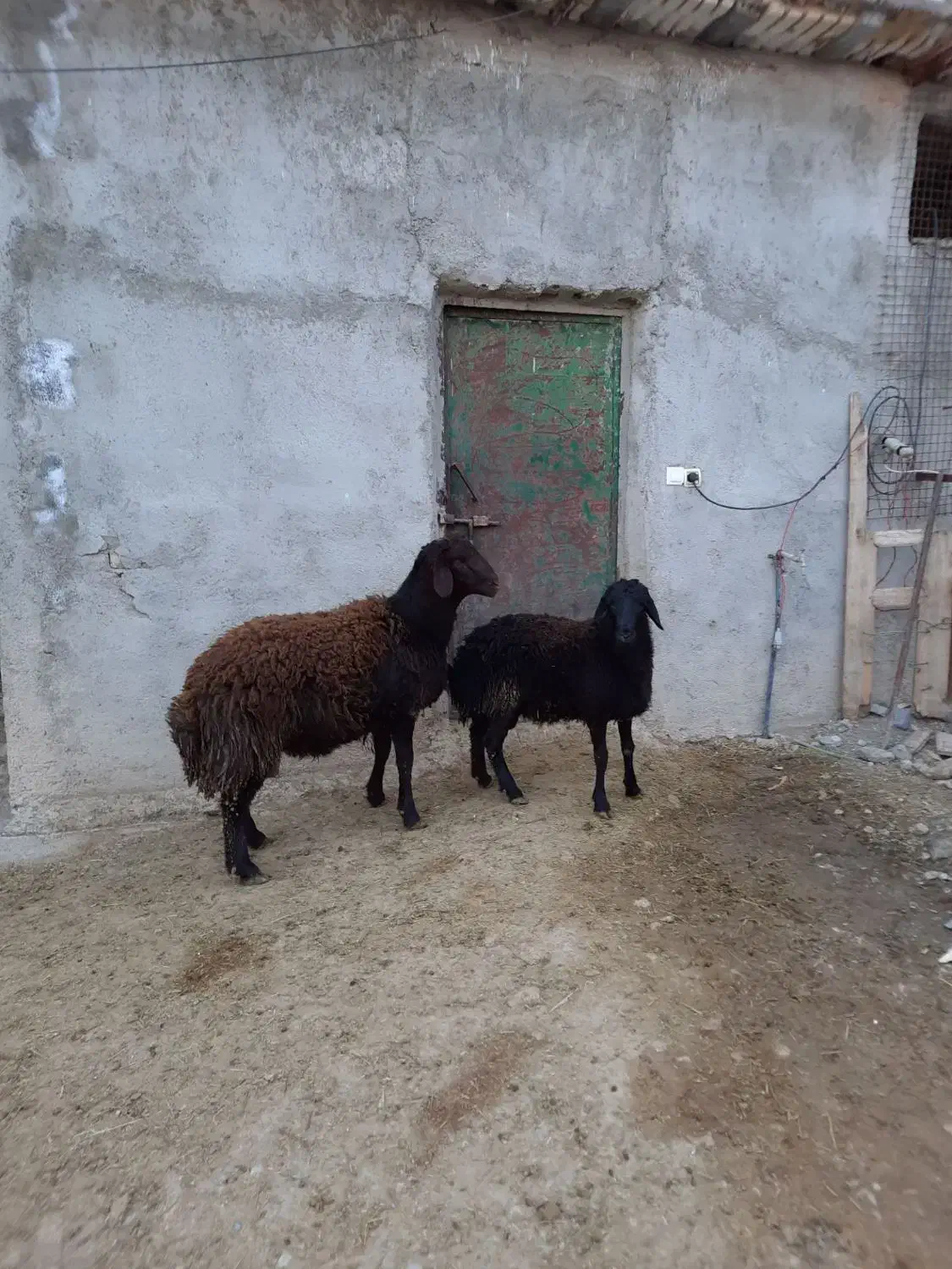 بره نر|حیوانات مزرعه|کبودرآهنگ, |دیوار