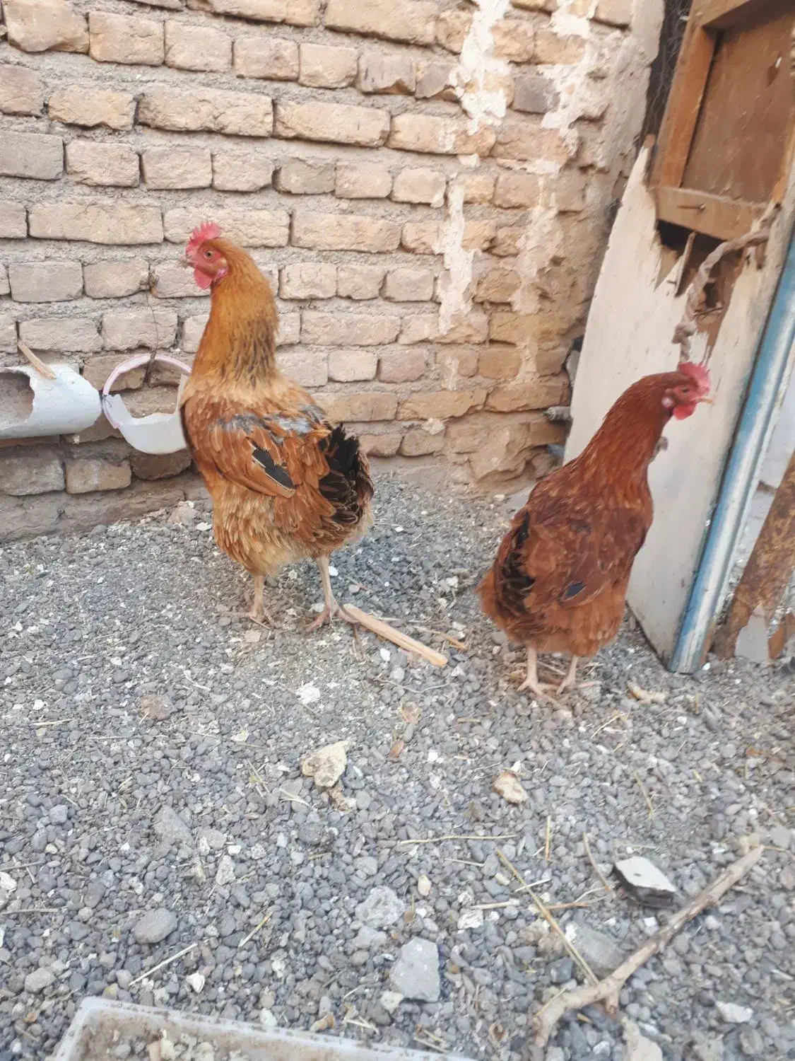 جوجه و مرغ|حیوانات مزرعه|هریس, |دیوار