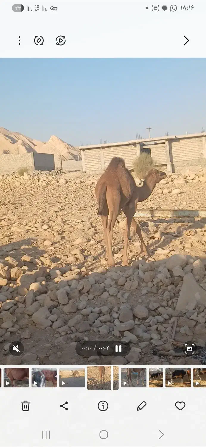 شتر زاییده هاشی جنس نر آروم سواری بندی|حیوانات مزرعه|لار, |دیوار