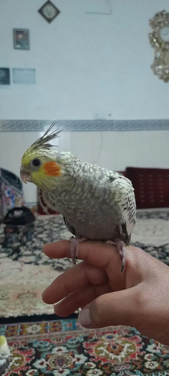 پرنده عروس هلندی|پرنده|پیشوا, |دیوار