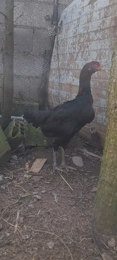 تخم مرغ لاری|حیوانات مزرعه|رشت, لاکان|دیوار