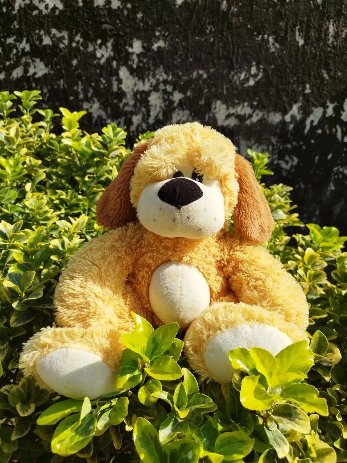 عروسک|اسباب‌‌بازی|لنگرود, |دیوار