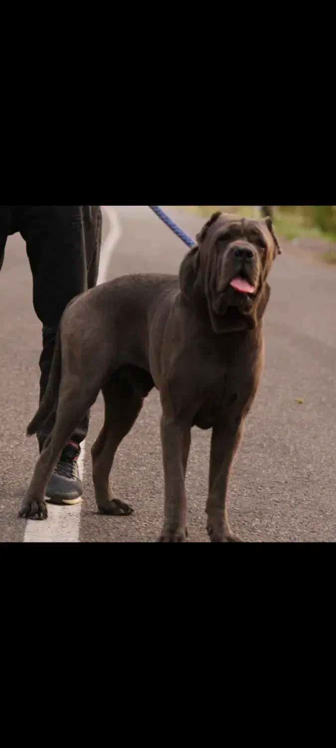 کن کورسو|سگ|بردسیر, |دیوار