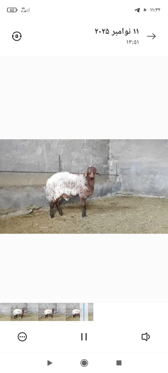 بره نر همو|حیوانات مزرعه|مبارکه, |دیوار