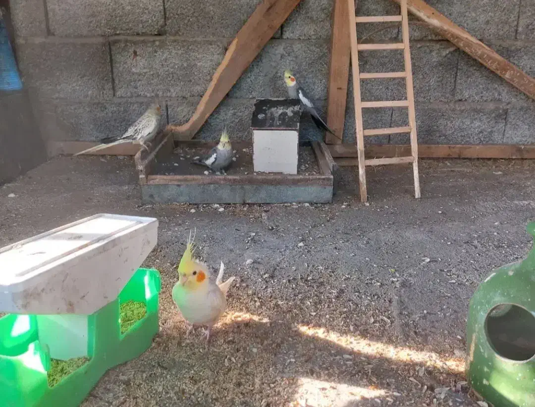 عروس هلندی|پرنده|کلاچای, |دیوار