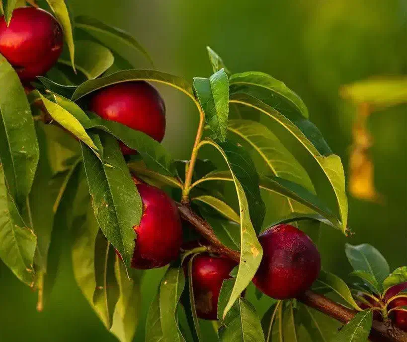 تولید نهال شلیل رفعتی|خدمات باغبانی و درختکاری|مشکیندشت, |دیوار