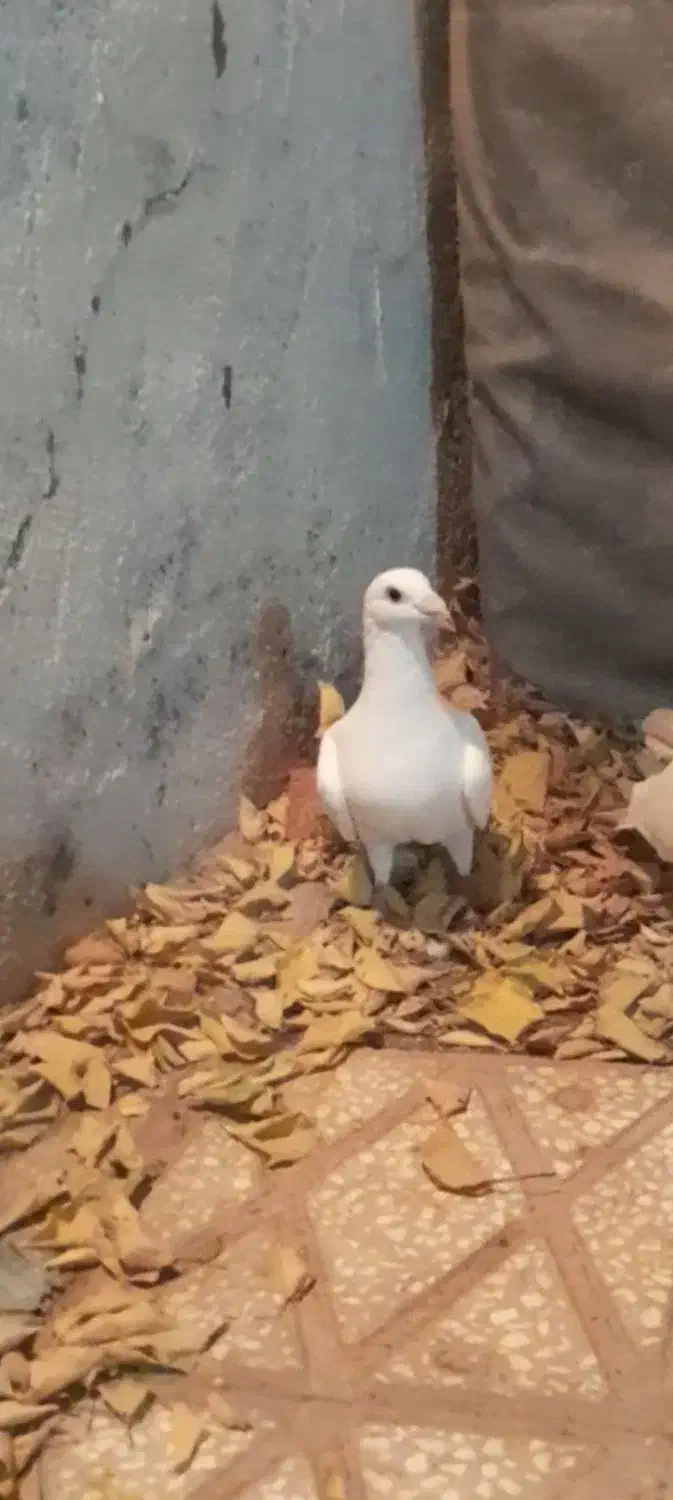 المانی سفید|پرنده|بسطام, |دیوار