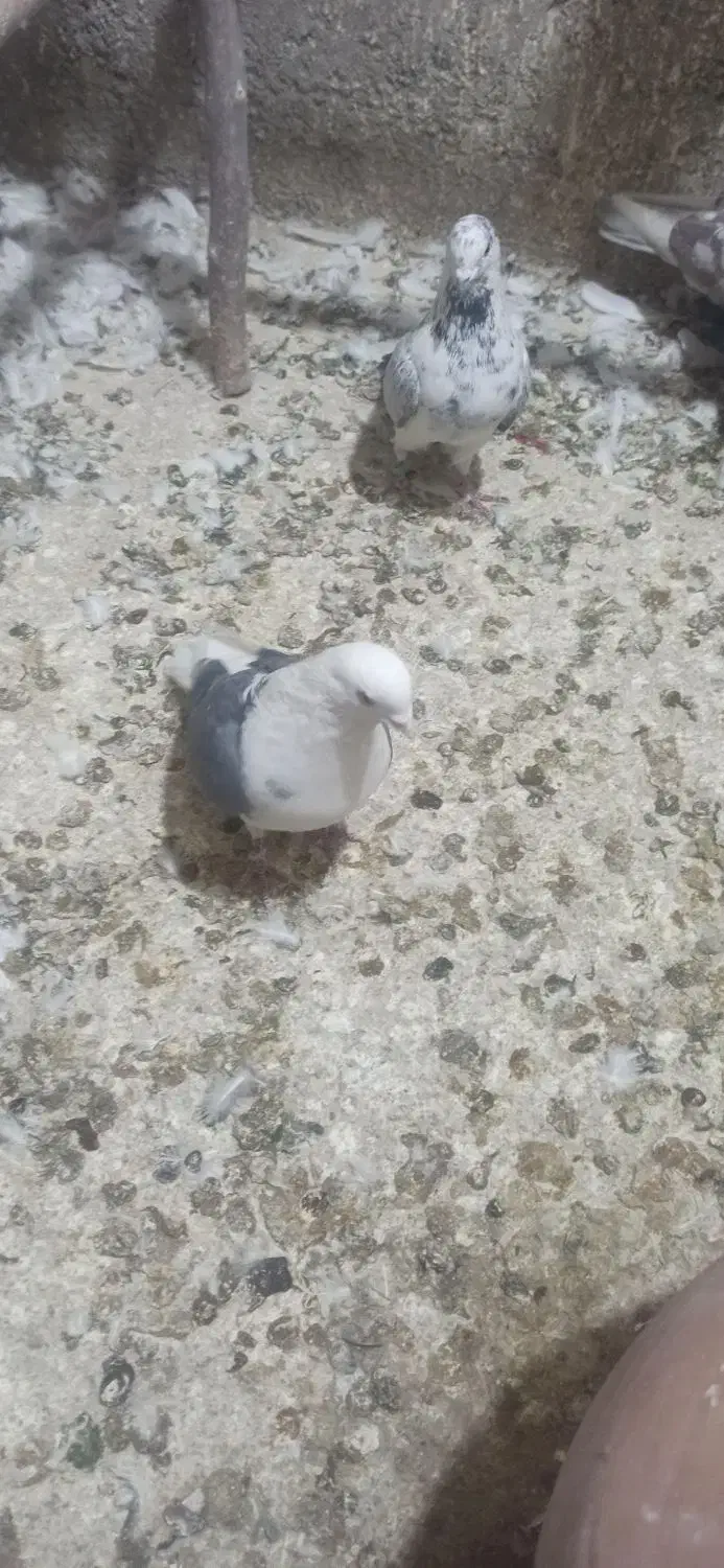 دوجفت ابلغ سبز درج یک دهن خورد|پرنده|جوادآباد, |دیوار