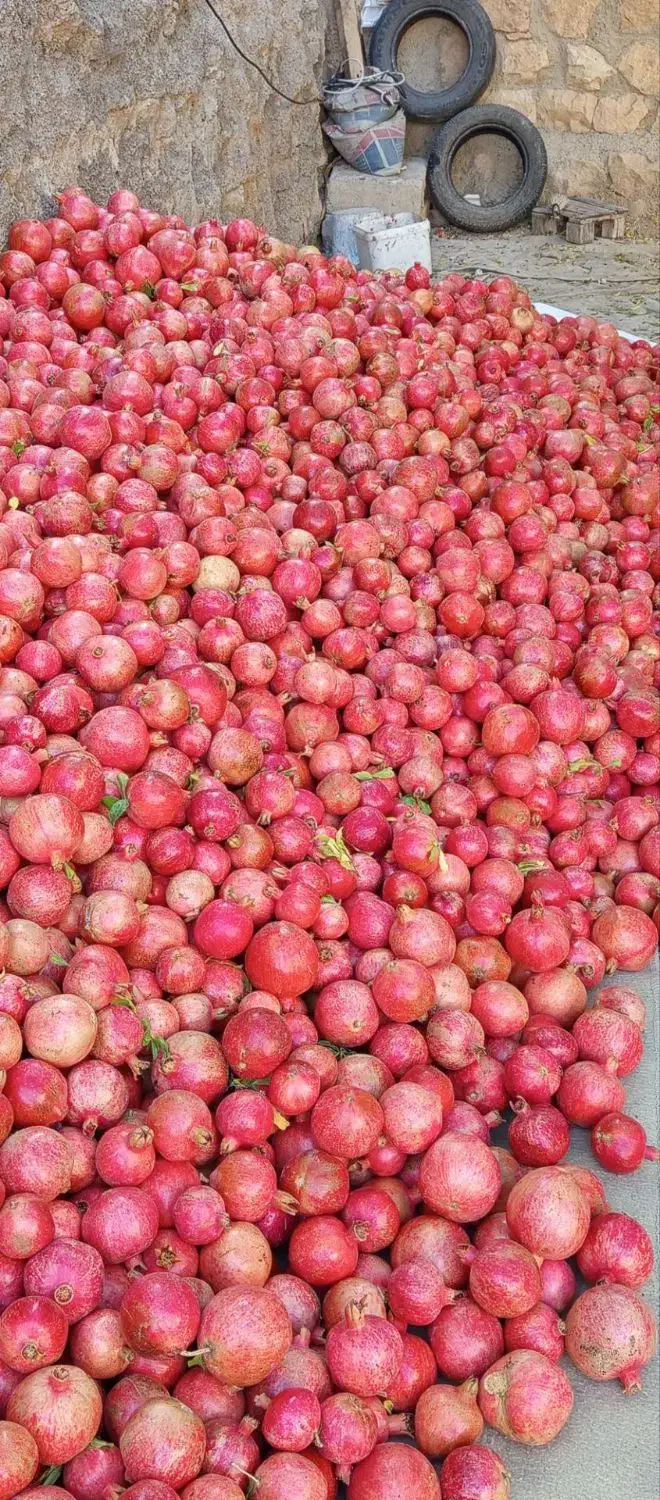 انار درجه یک|عمده‌فروشی|کوهنانی, |دیوار