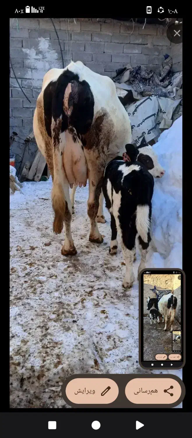 گاو با گوساله شکم اول|حیوانات مزرعه|مشگین شهر, |دیوار