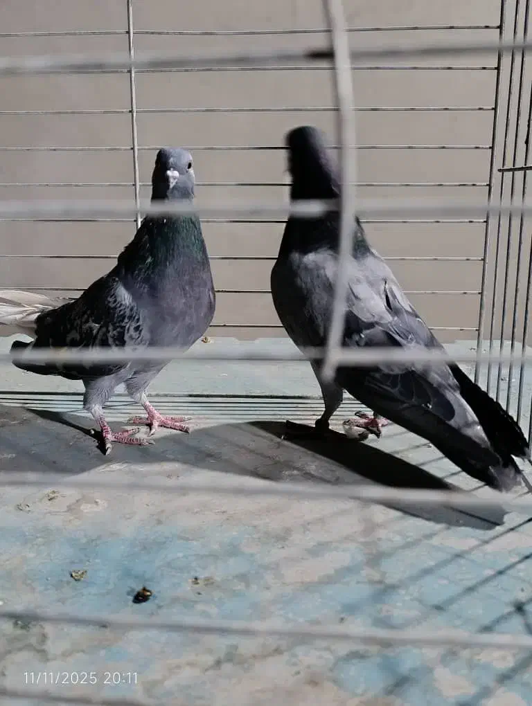 کفتر سرور ۴۰ سانتی سبز دمسفید کله دمسبز جفت|پرنده|تهران, شهرک رضویه|دیوار