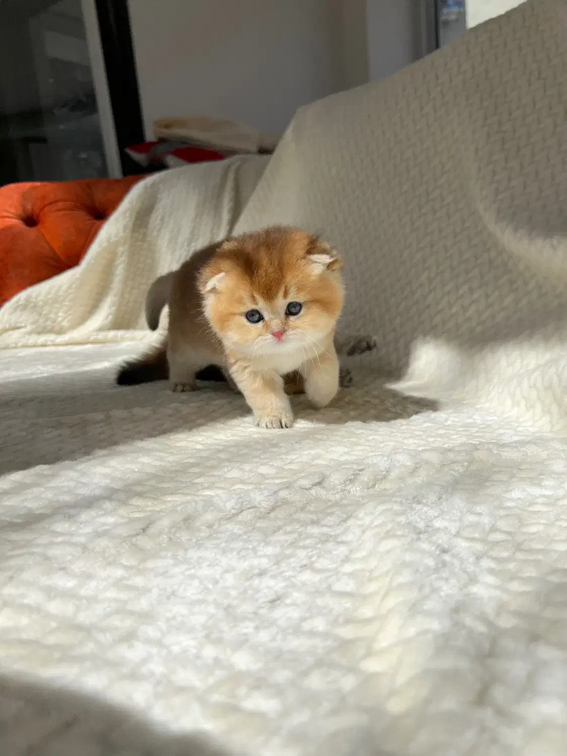 بچه گربه بریتیش و اسکاتیش|گربه|یزد, |دیوار