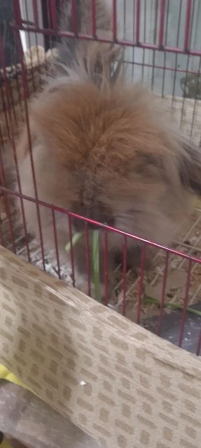 خرگوش|موش و خرگوش|تبریز, |دیوار