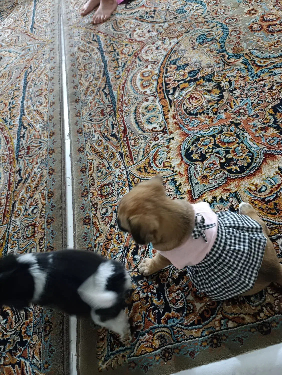 واگذاری هاپو جفتی۵ت|سگ|پردیس, فاز ۸|دیوار