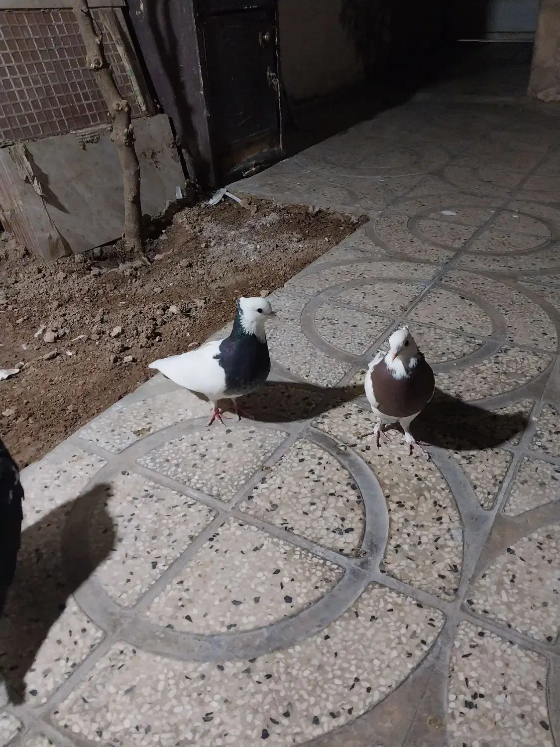 کفتر طوقی|پرنده|شیراز, بازار|دیوار