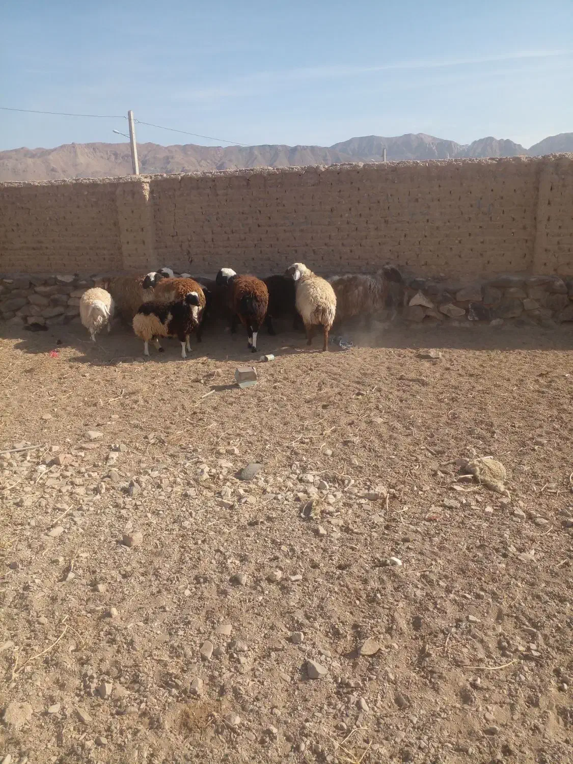 بره نر و ماده سفت چاق گوشتی|حیوانات مزرعه|درمیان, |دیوار