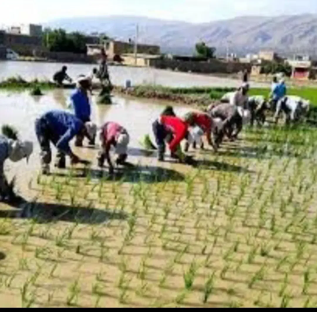 برنج کامفیروزی اصل حیدری درجه یک به شرط...|عمدهفروشی|کامفیروز, |دیوار