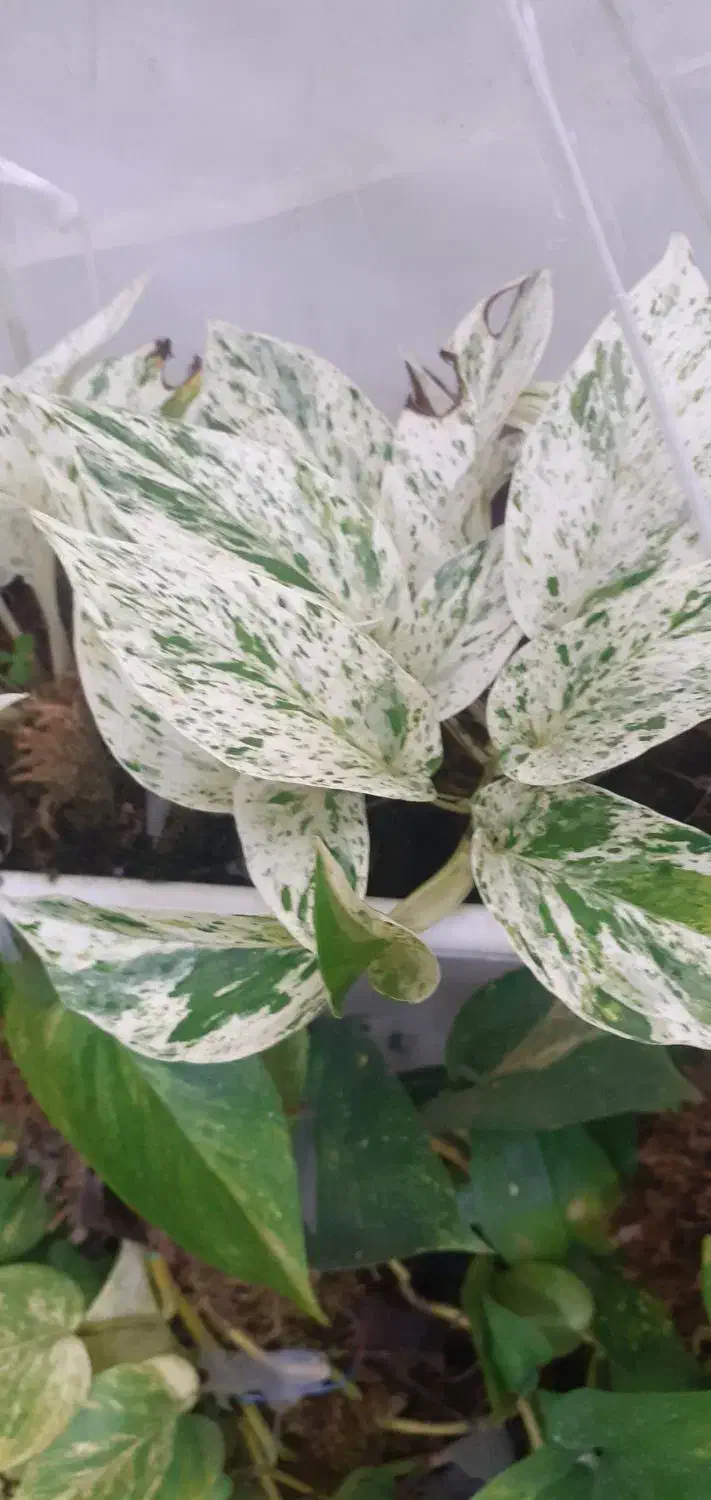 گل های زیبا|گل و گیاه طبیعی|آستارا, |دیوار