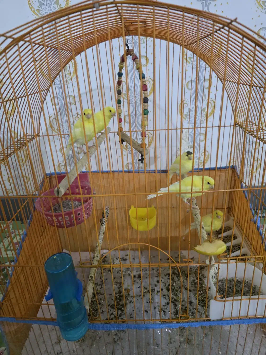 قناری های یلو فاکتور جوان و زیبا|پرنده|بندرعباس, |دیوار