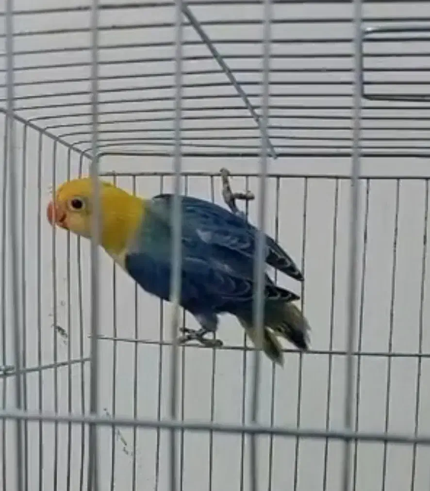 طوطی برزیلی.|پرنده|اهواز, شهرک الهیه|دیوار