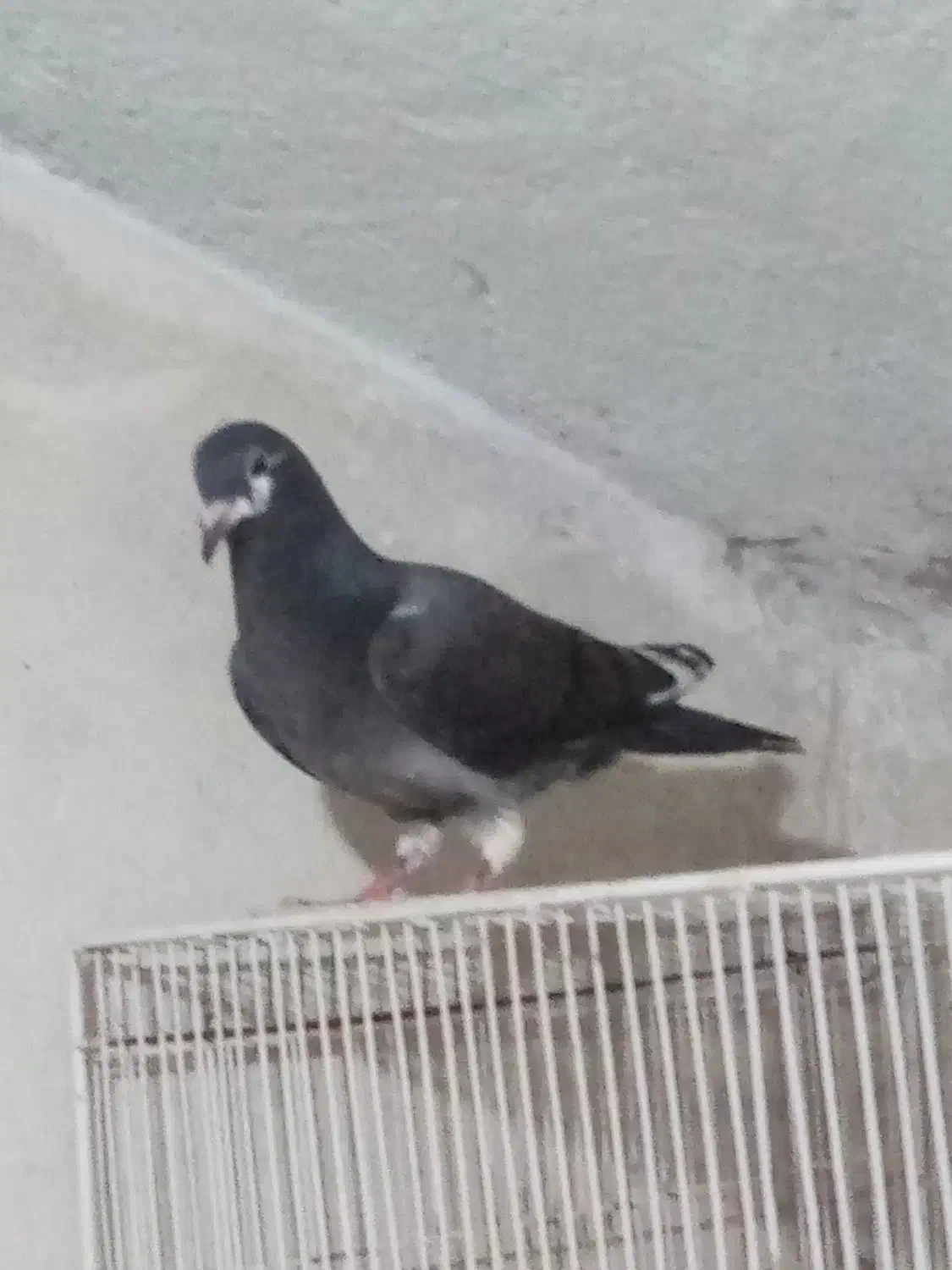 کبوتر|حیوانات|نیشابور, خط کاشمر|دیوار