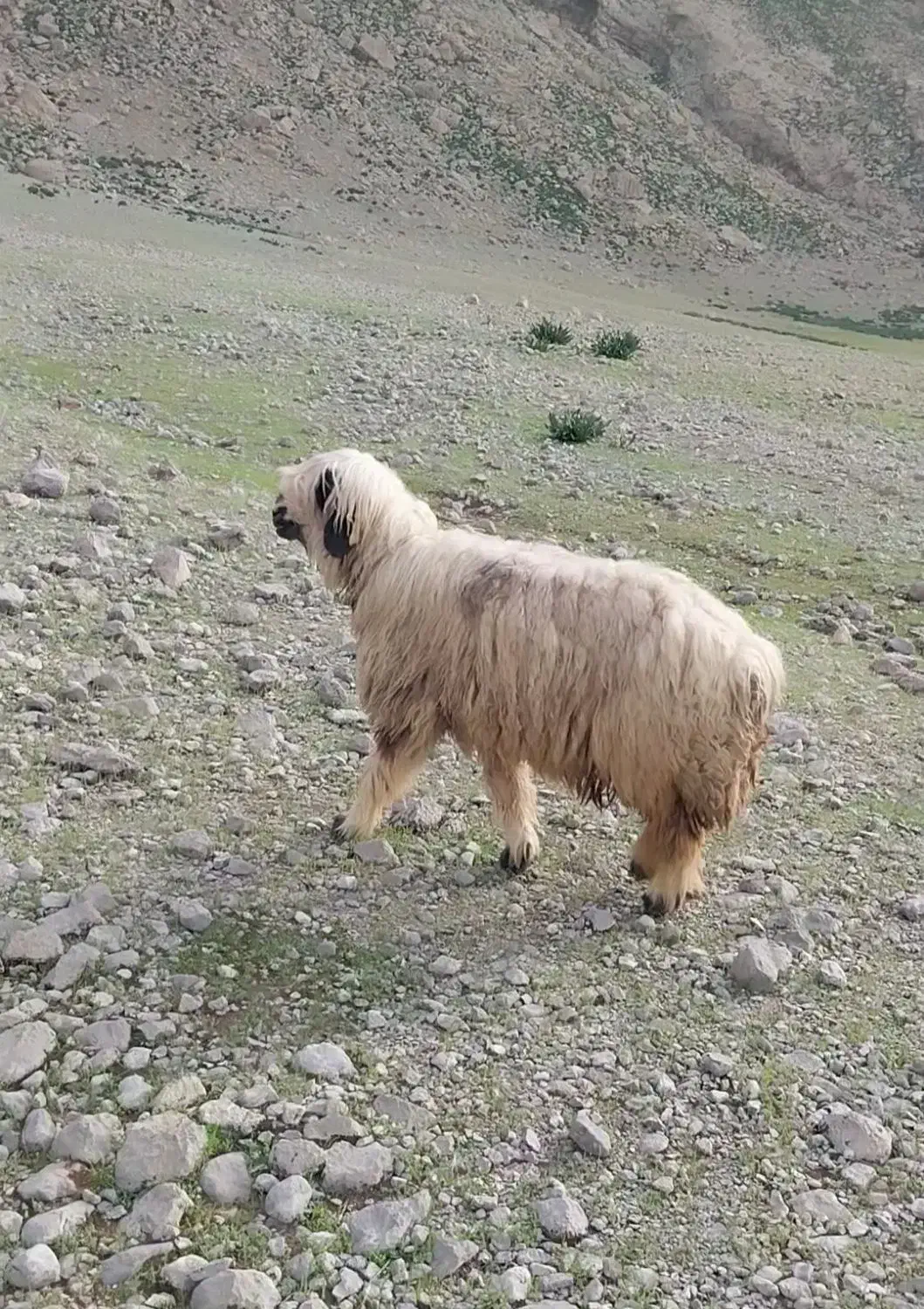 میش|حیوانات مزرعه|ایذه, |دیوار