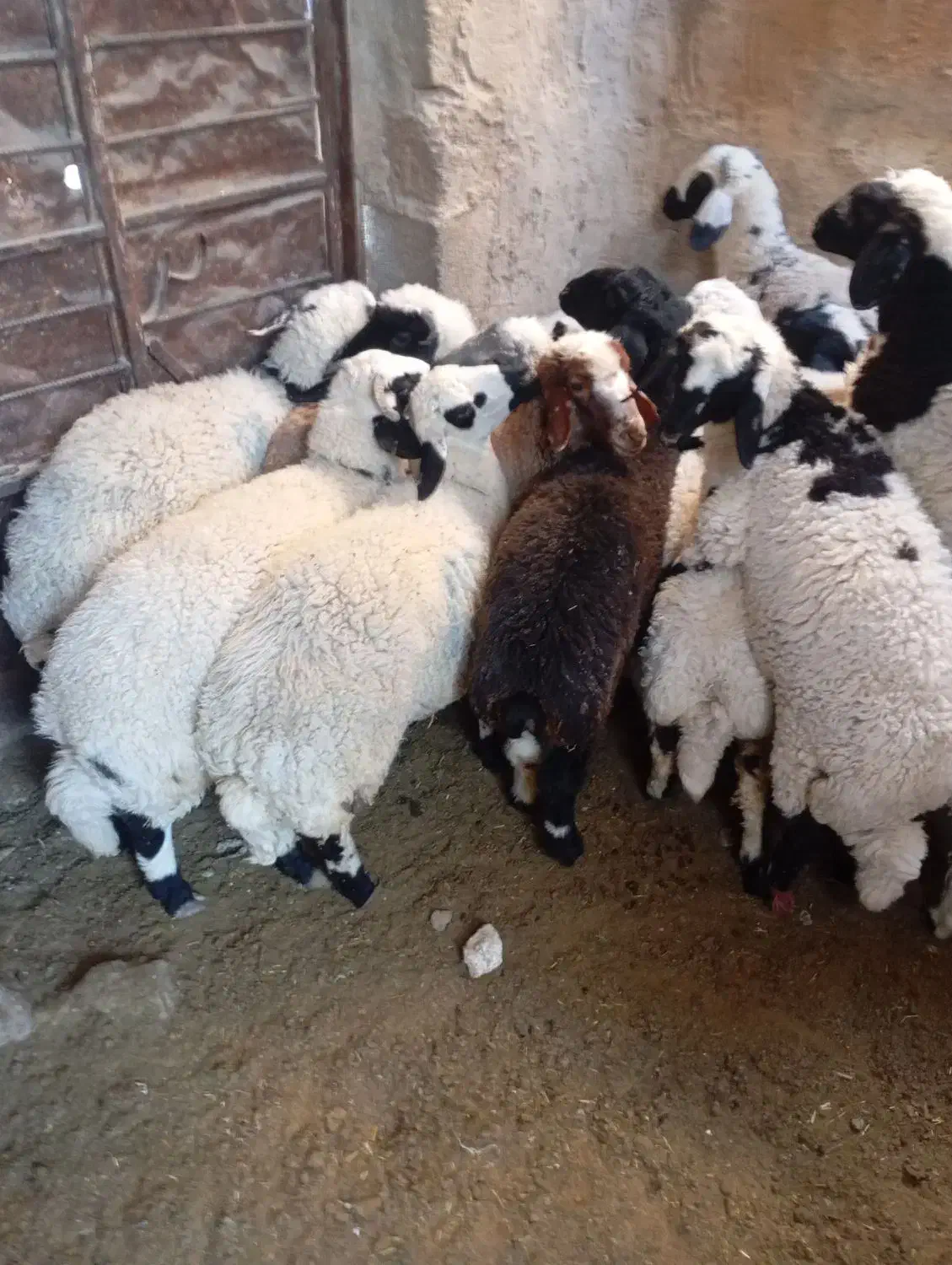 بره|حیوانات مزرعه|ماهان, |دیوار