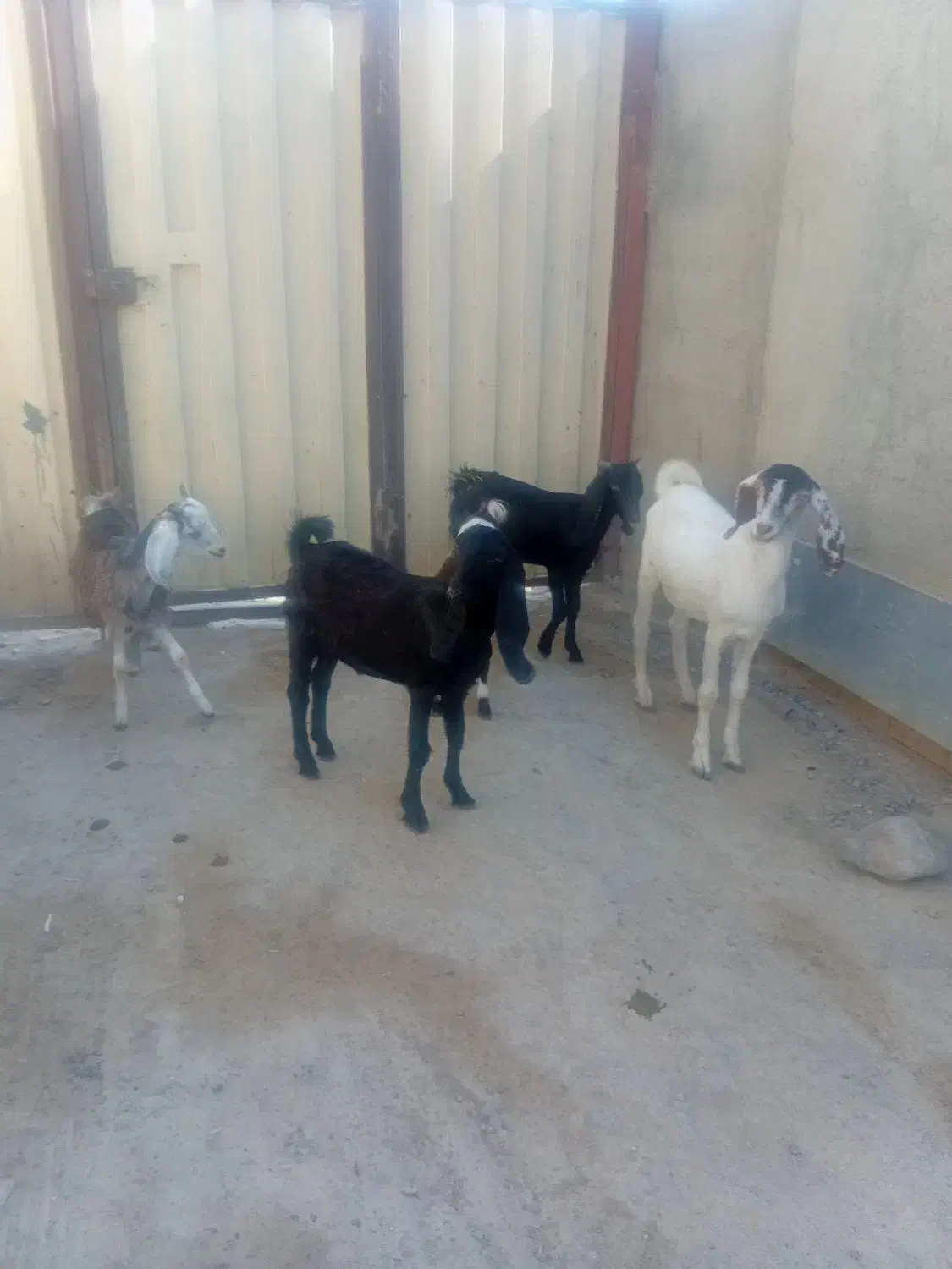 سلام دوستان 5راس بزغاله ویک راس بز داشتی و توقلی|حیوانات مزرعه|انبارآلوم, |دیوار