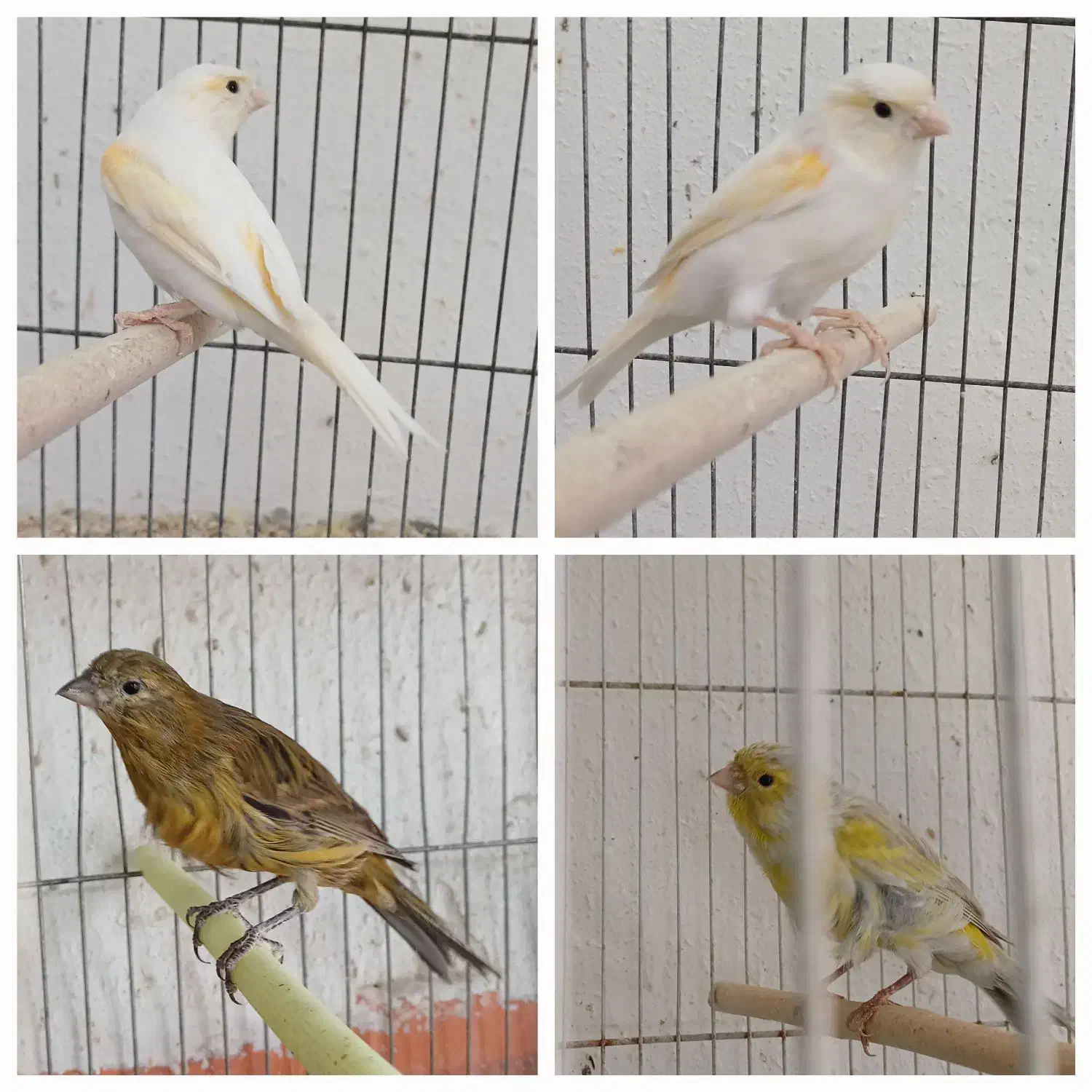 پرنده های زینتی|پرنده|سبزوار, غرب نیروگاه|دیوار