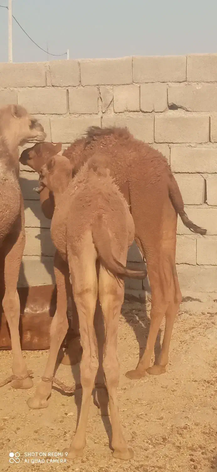 بزمان|حیوانات مزرعه|ایرانشهر, |دیوار