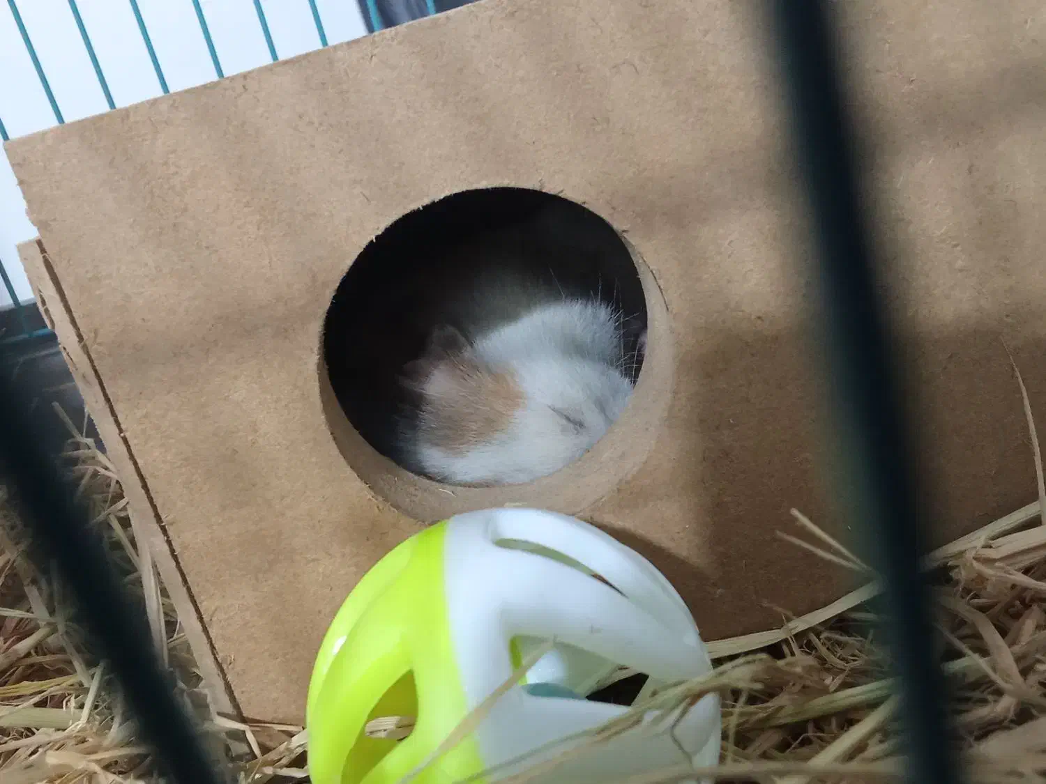 فروش فوری همستر|موش و خرگوش|دهدشت, |دیوار