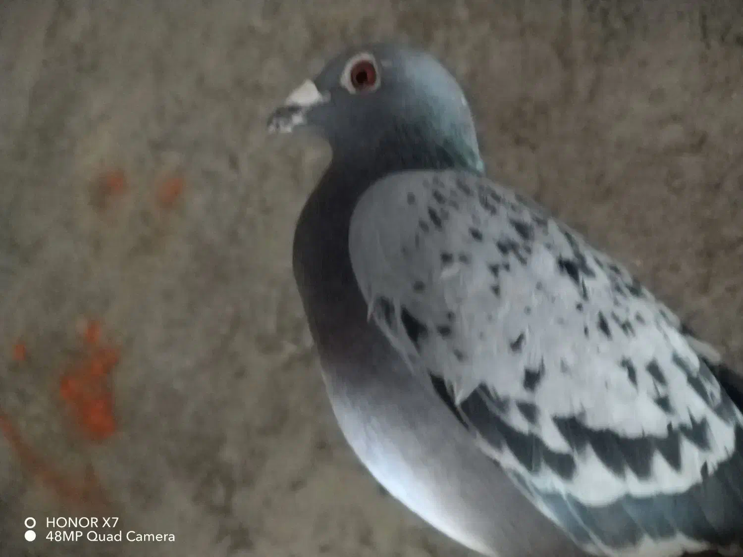 کبوتر پلاکی|پرنده|روانسر, |دیوار