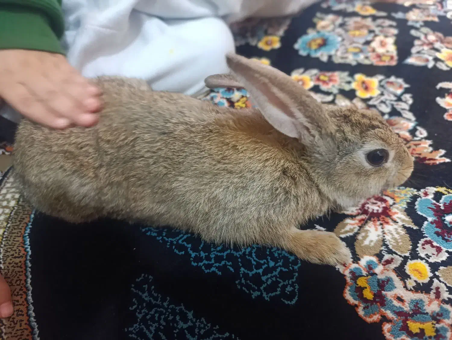 خرگوش کوهی|موش و خرگوش|ایذه, |دیوار