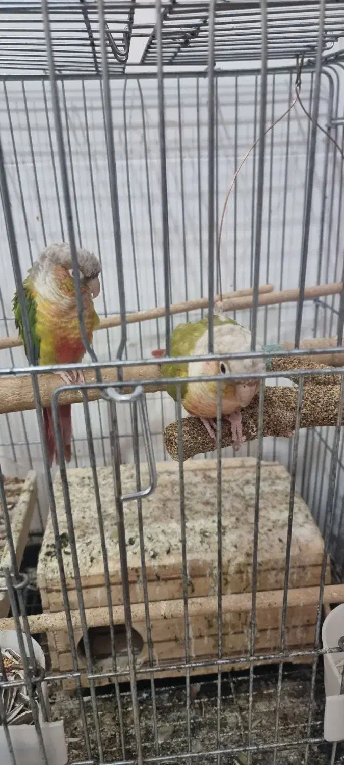 گیرینچیک|پرنده|صدرا-فارس, فاز ۲|دیوار