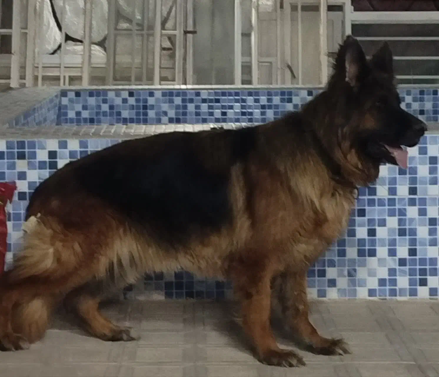 ژرمن ماده موبلند|سگ|تهران, لاله زار|دیوار