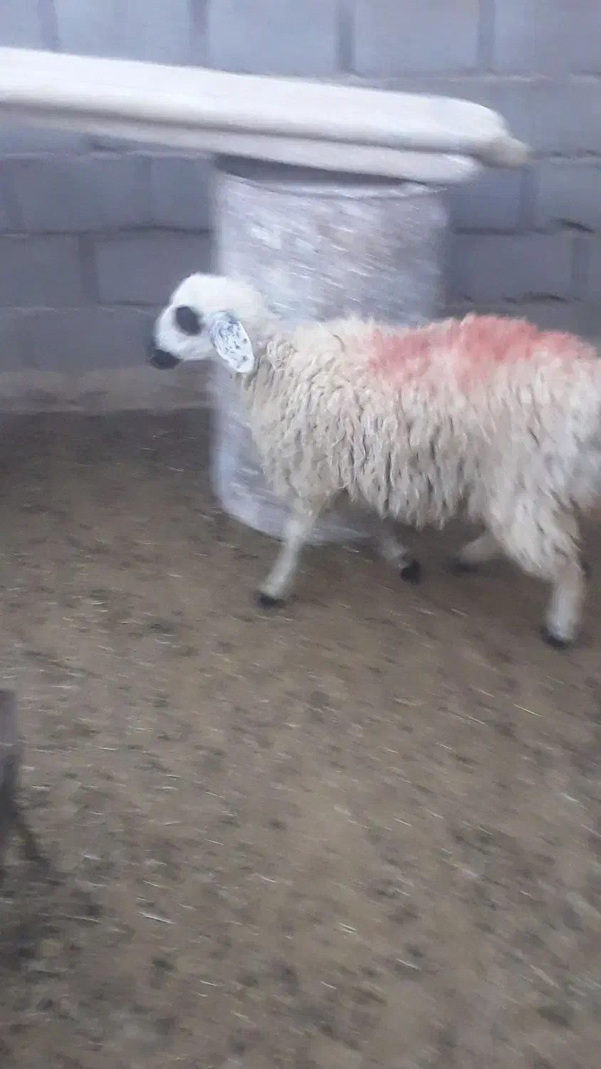 یک.کابر|حیوانات مزرعه|قائن, |دیوار