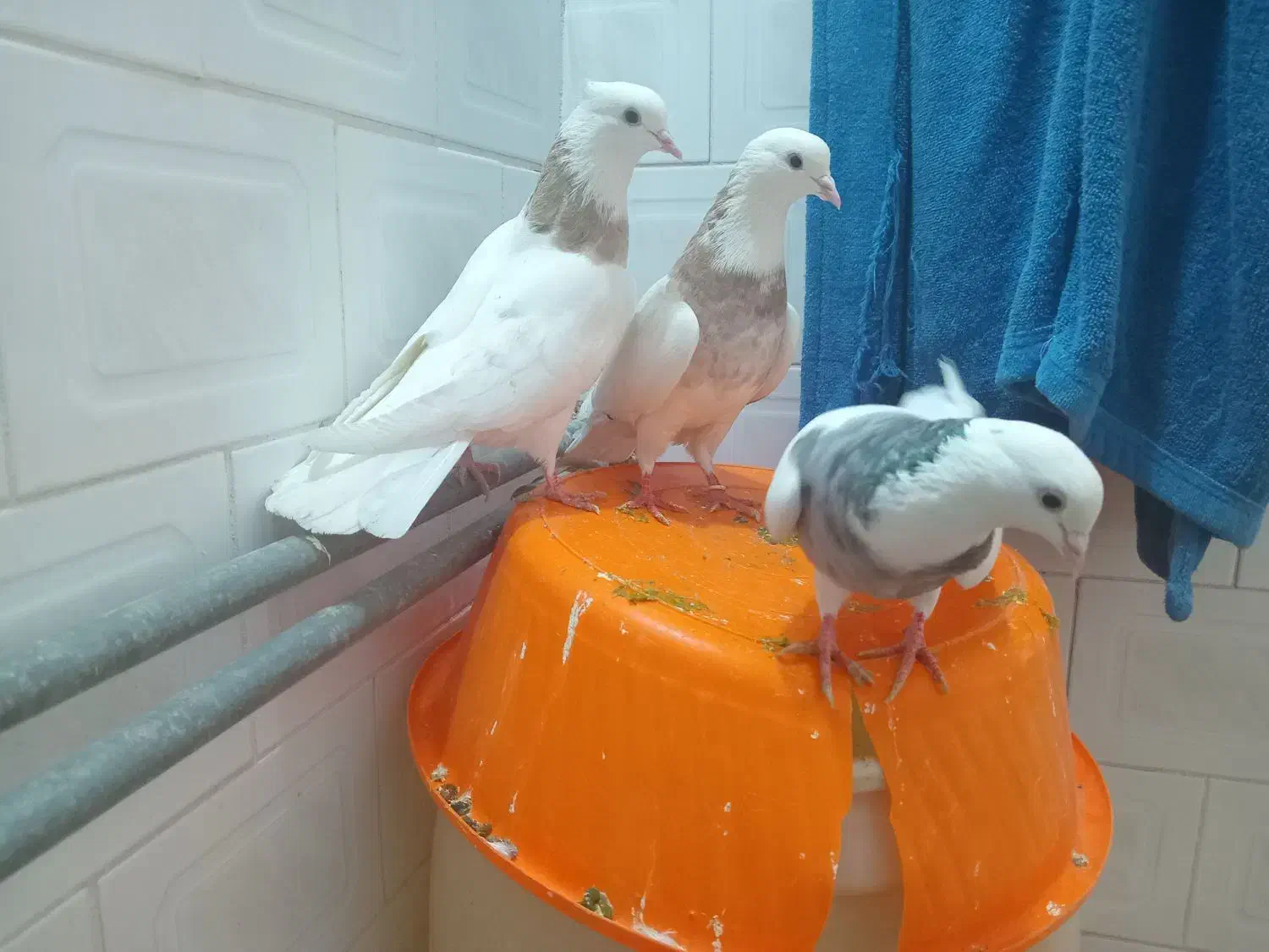 سه تاطوق بالدار|پرنده|کرمانشاه, |دیوار