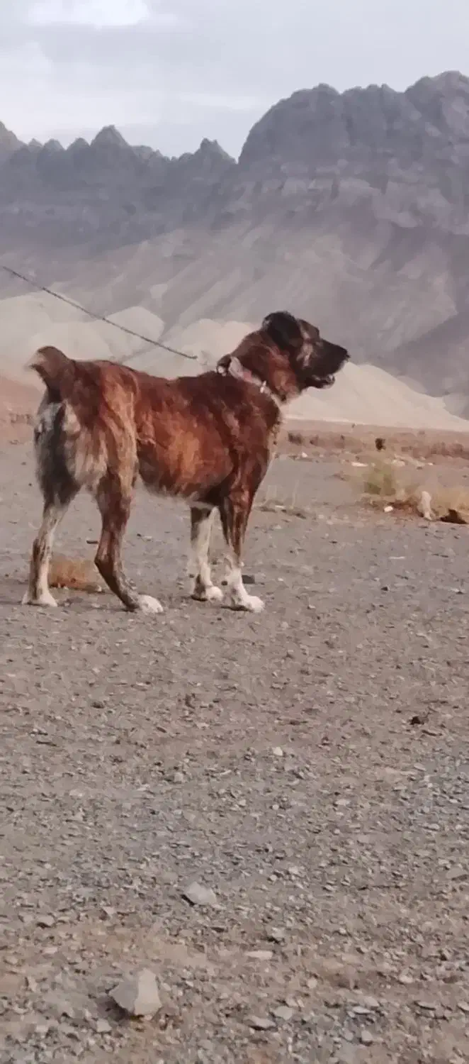 سگ افغان|سگ|مشهد, کارگران|دیوار