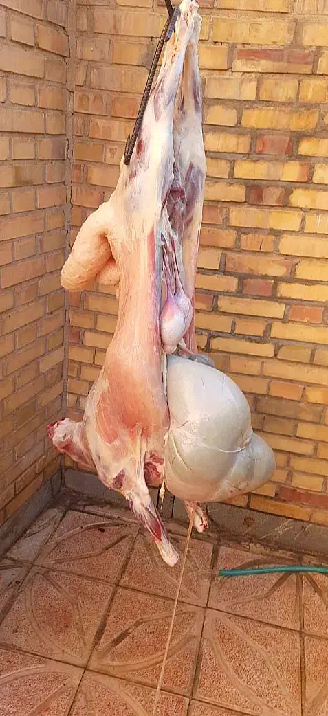 ذبح کامل گوسفند به صورت شرعی و بهداشتی ۳۵۰ تومان|خدمات پیشه و مهارت|خوی, |دیوار