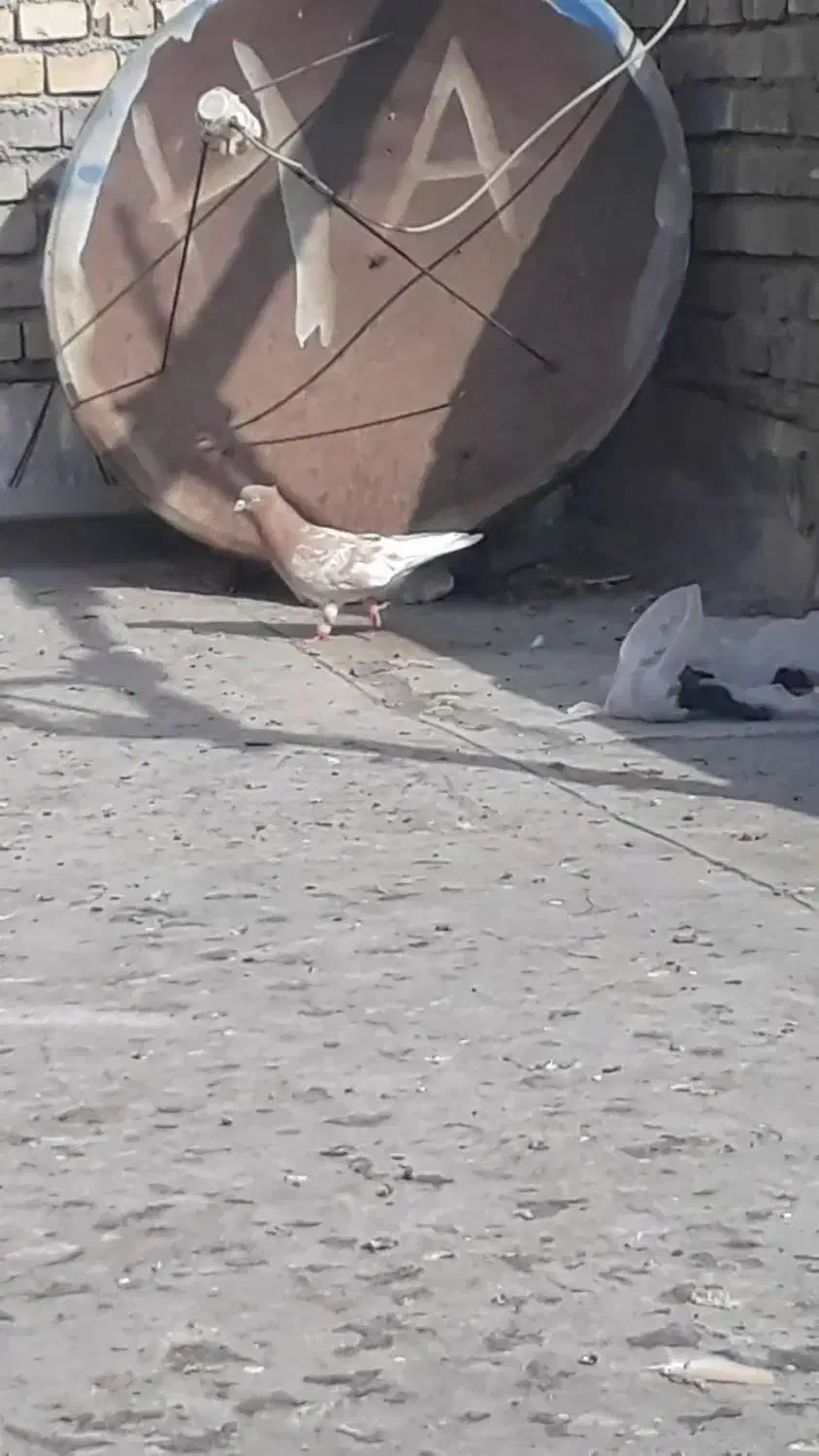 کله زرد عتیقه چش نوف سفید کرفتنی|پرنده|حمیدیه, |دیوار