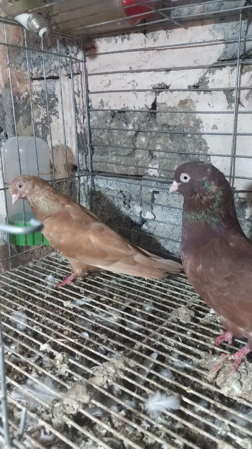 کبوتر گره|حیوانات مزرعه|رودان, |دیوار