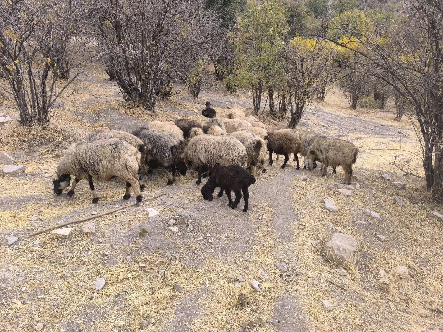 21راس‌میش‌ابسن‌و‌زاییده|حیوانات مزرعه|رودشت (چهارمحال و بختیاری), |دیوار