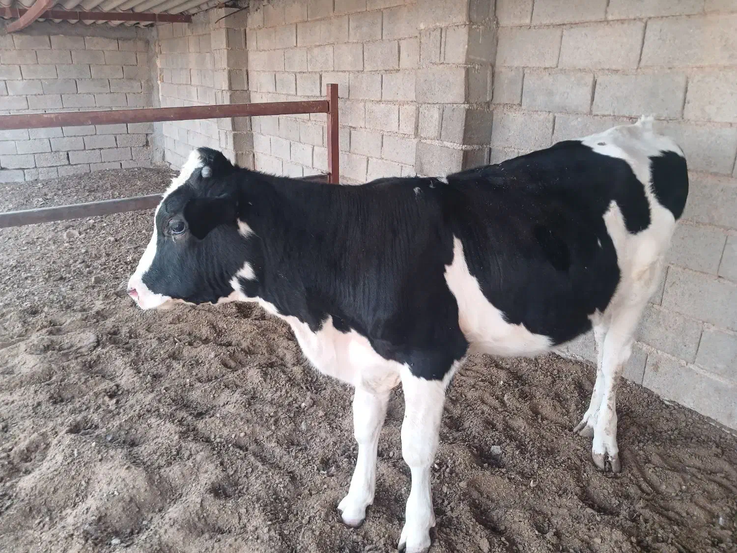 گوساله|حیوانات مزرعه|قاسمآباد (خواف), |دیوار