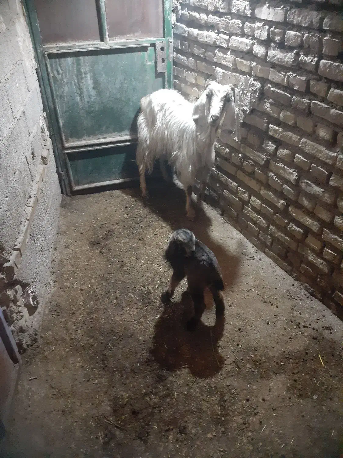 بزبابیگ|حیوانات مزرعه|دزفول, |دیوار