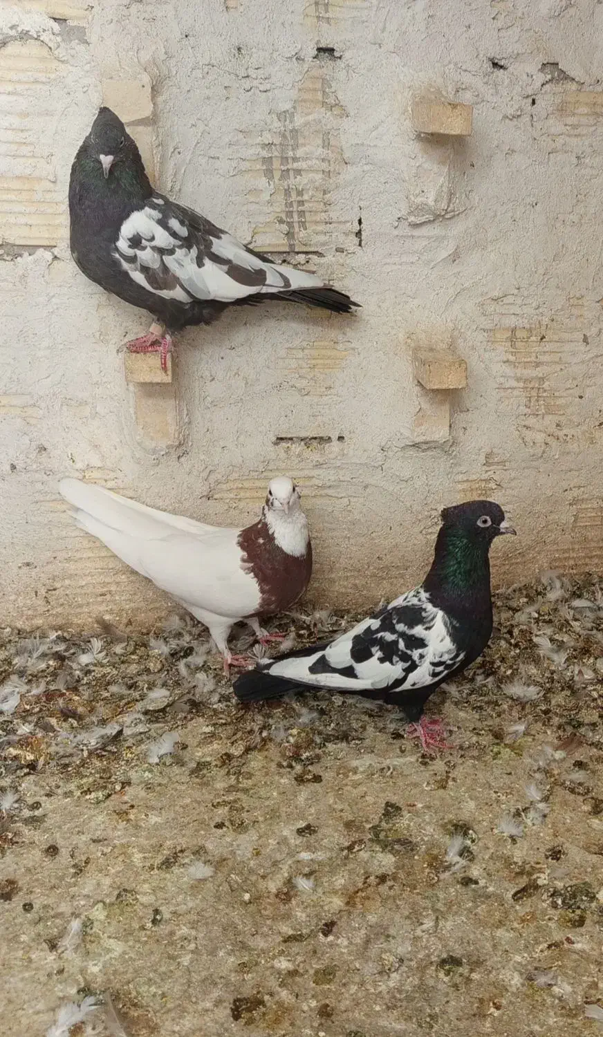 کبوتر ماده سینه سرکه ای|پرنده|شیراز, شیخ علی چوپان|دیوار