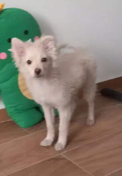 سگ فروشی۴/۰۰۰۰۰۰میلیون|سگ|تهران, آهنگران (سراسیاب دولاب)|دیوار