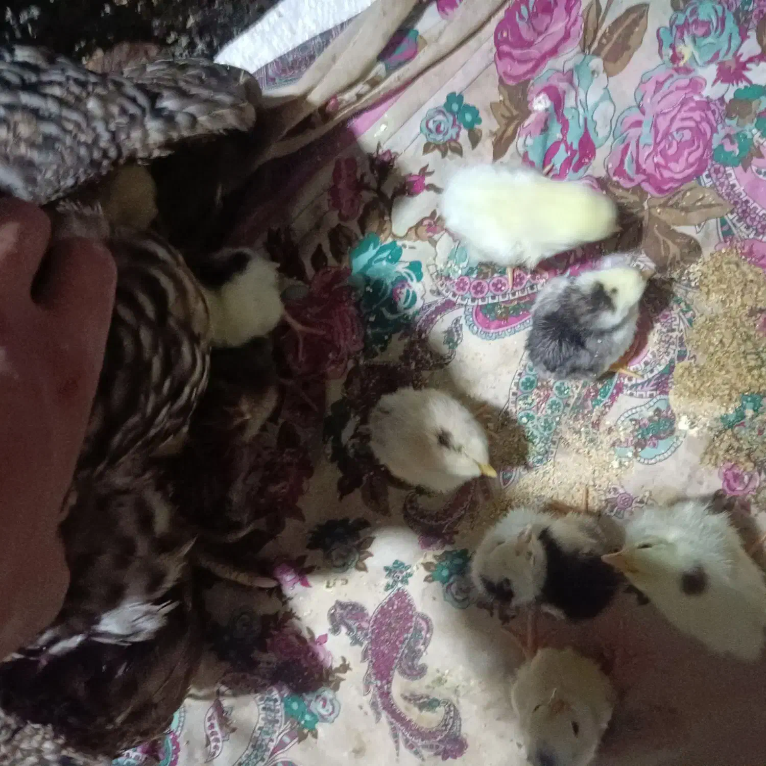 مرغ جوجه دار|حیوانات مزرعه|تاتار علیا, |دیوار