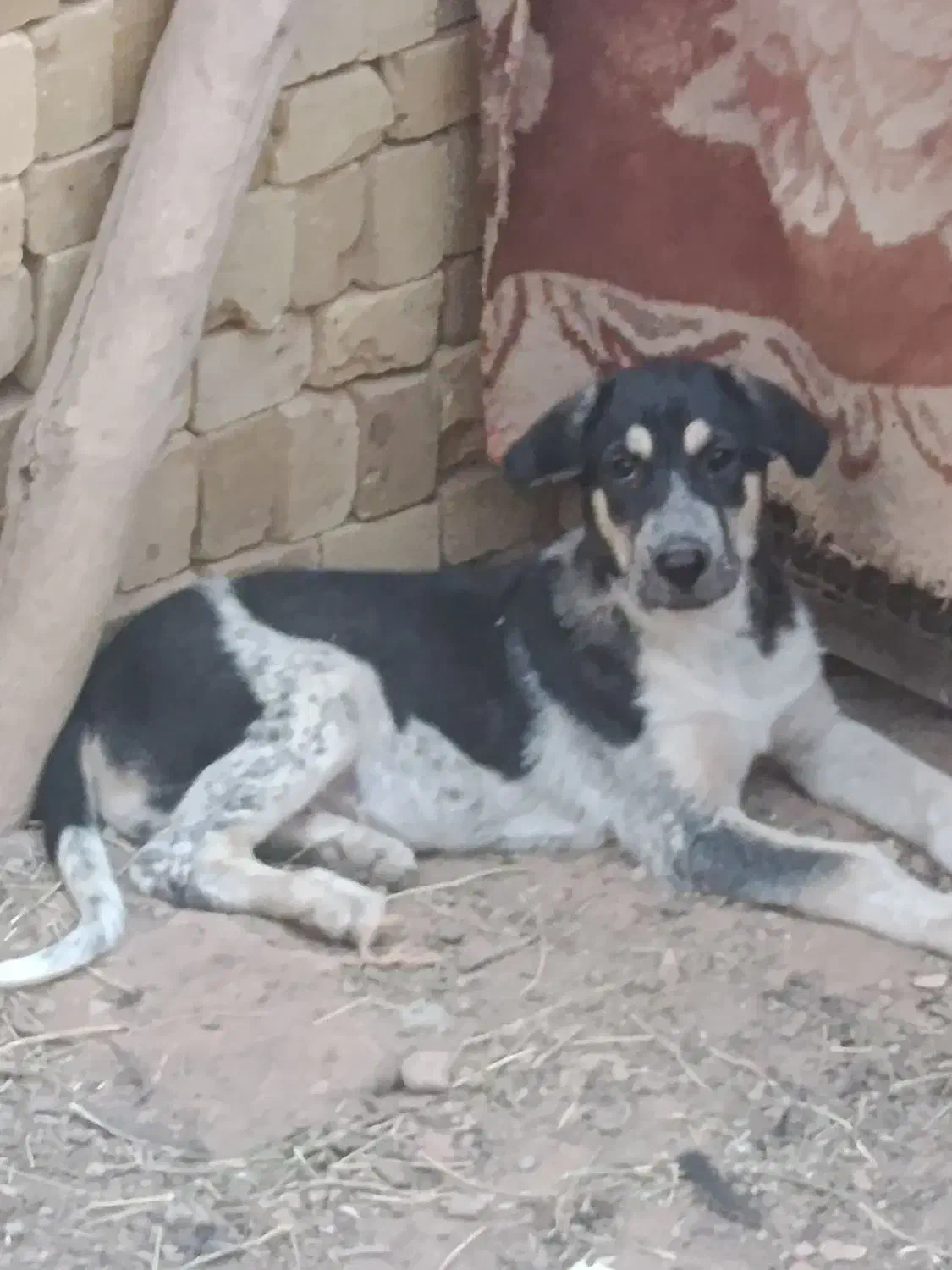 توله عراقی|سگ|شال, |دیوار