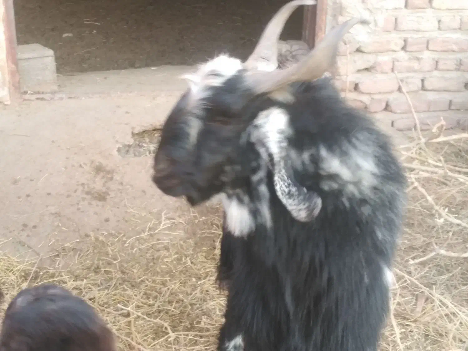 کهری نر چاق|حیوانات مزرعه|کرمان, |دیوار