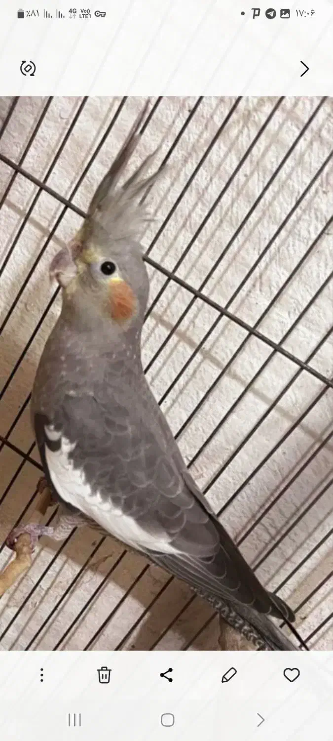 فروش پرنده عروس هلندی|پرنده|میانه, |دیوار